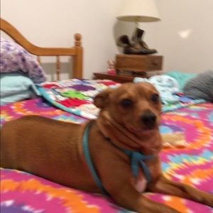 Meet your Posher, Diane